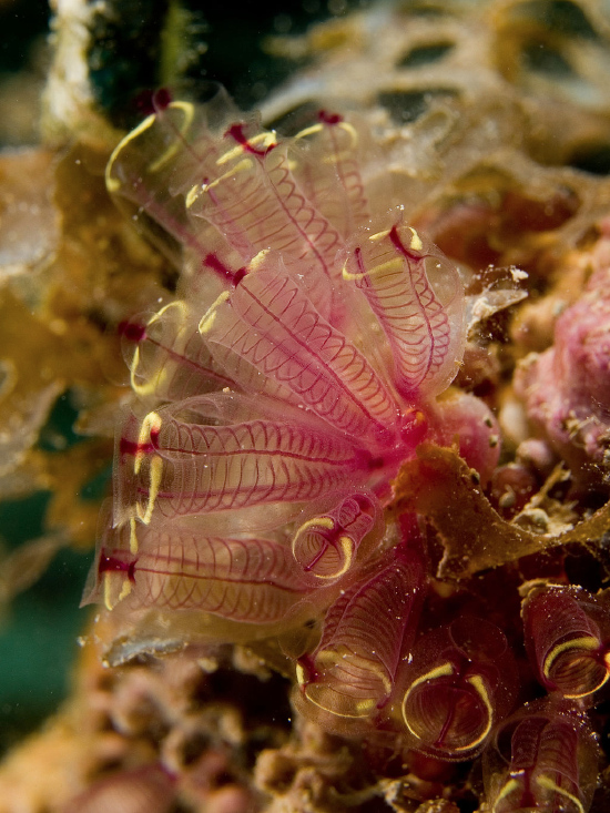  Clavelina picta (Busy Sea Squirt, Painted Tunicate)